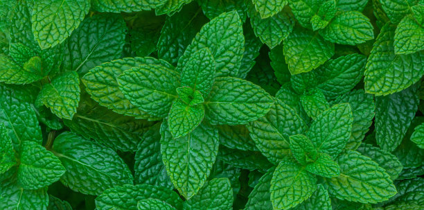 spearmint
