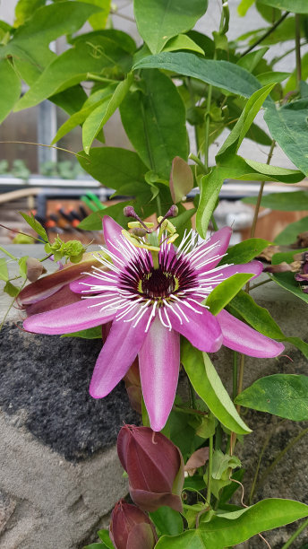 passiflora