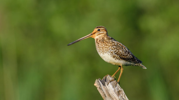 charadriiformes