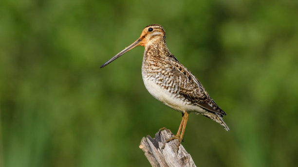 charadriiformes
