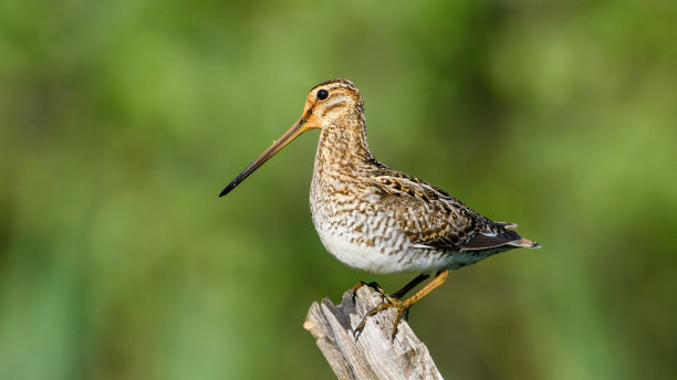 charadriiformes