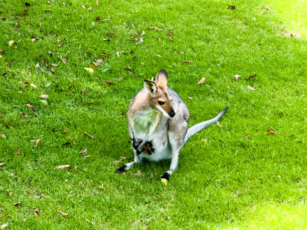 wallaroo