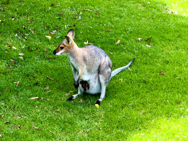 wallaroo