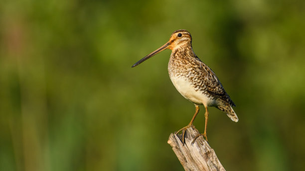 charadriiformes