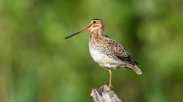 charadriiformes