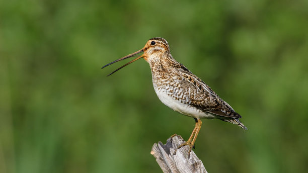 charadriiformes