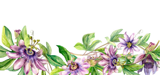 百香果包装插画