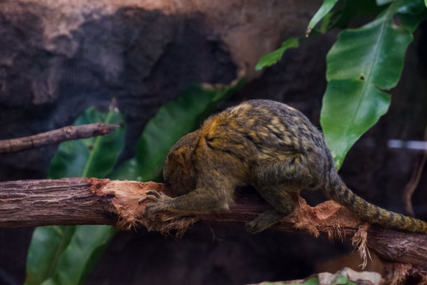 marmoset