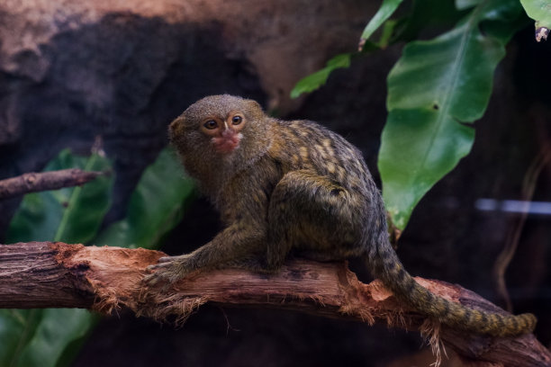 marmoset