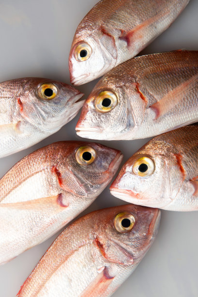 snapper