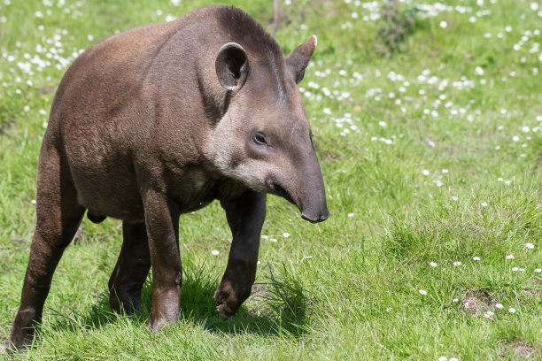 tapir