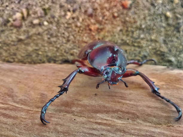 arthropod