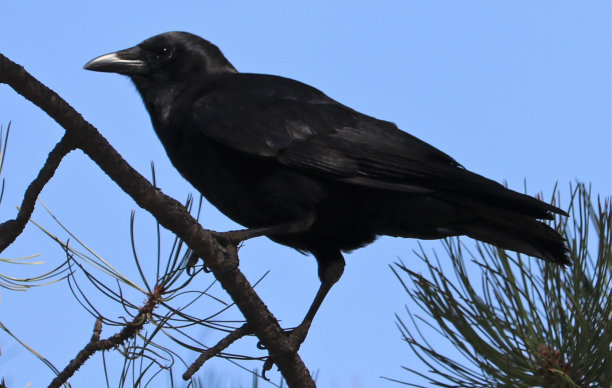raven