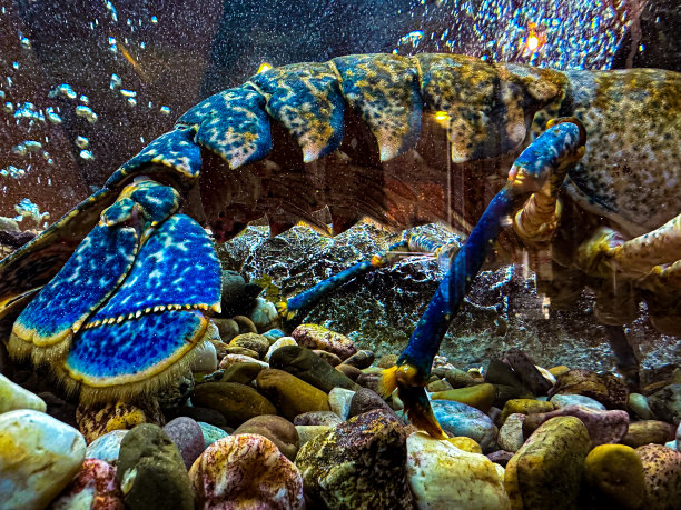 crustacean