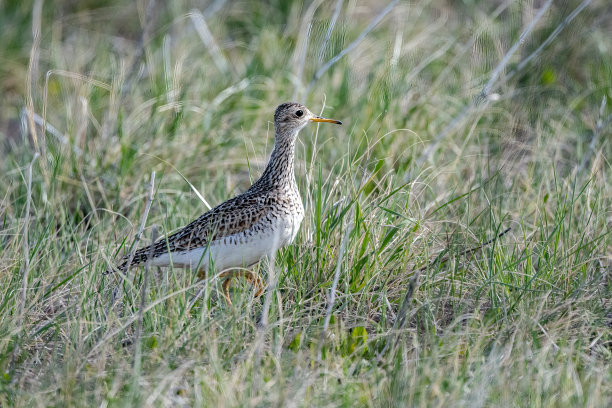 limosa