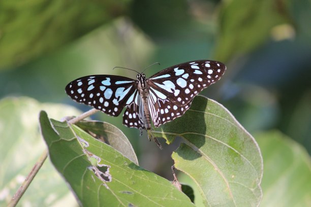 danaus