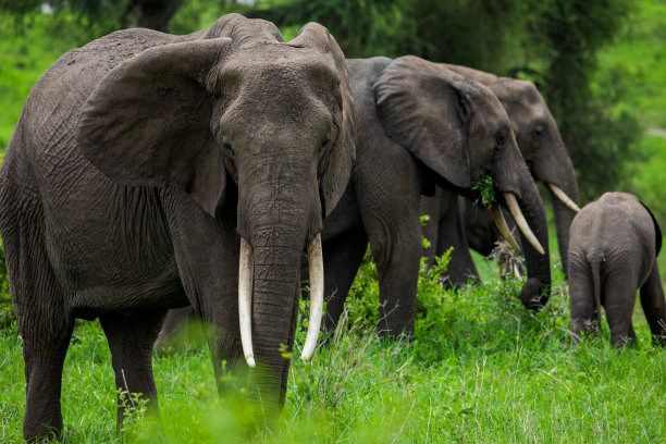 pachyderm