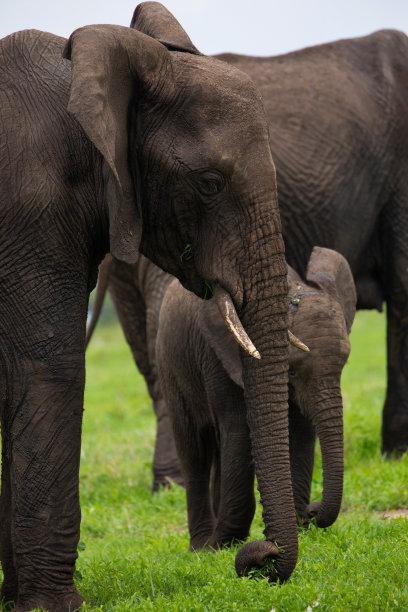 pachyderm