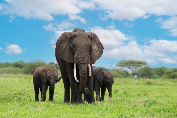 pachyderm