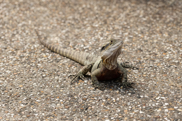 physignathus
