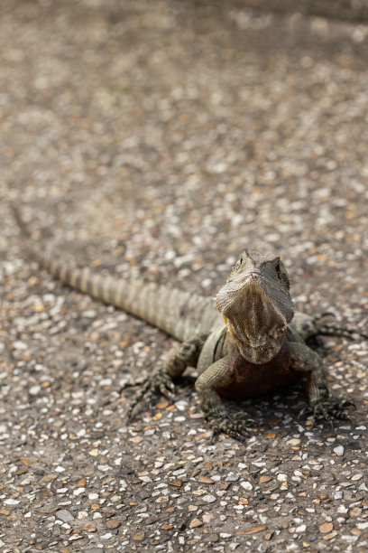 physignathus