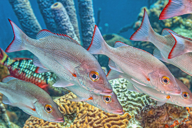 snapper