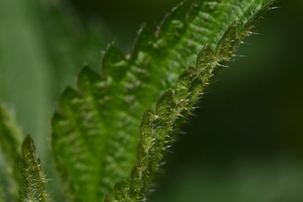 nettles