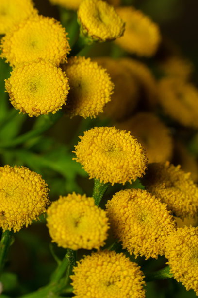 tanacetum