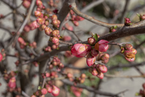 chaenomeles