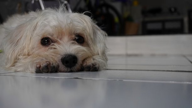 狗肉