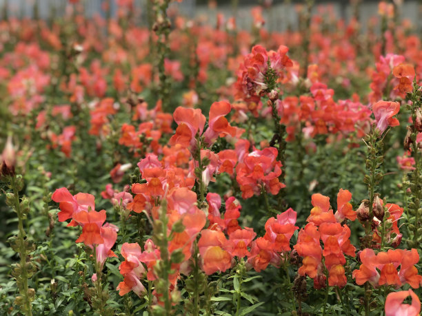 snapdragon
