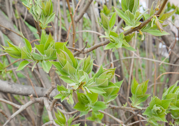 twig