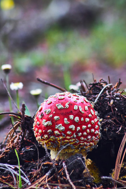 amanitaceae