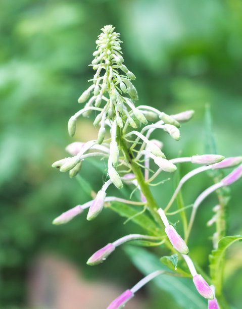 epilobium