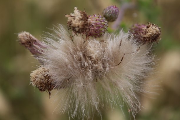 filipendula