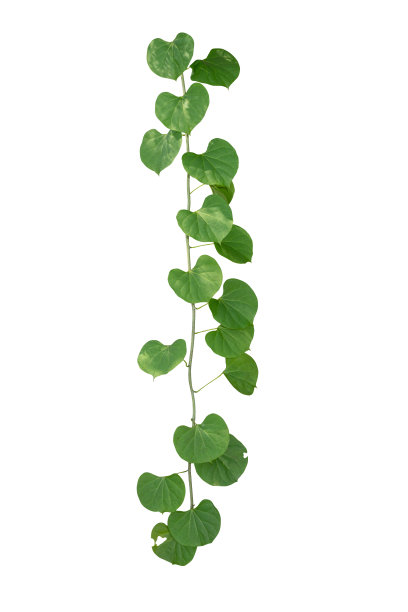 vitis