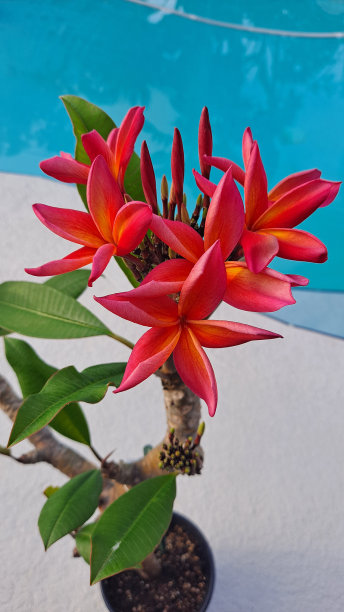 aloha