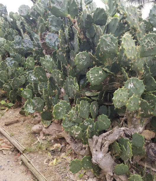saguaro