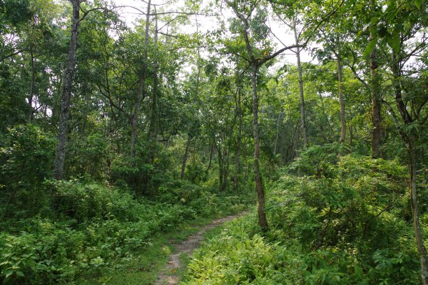chitwan