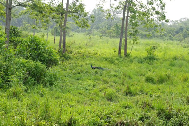 chitwan