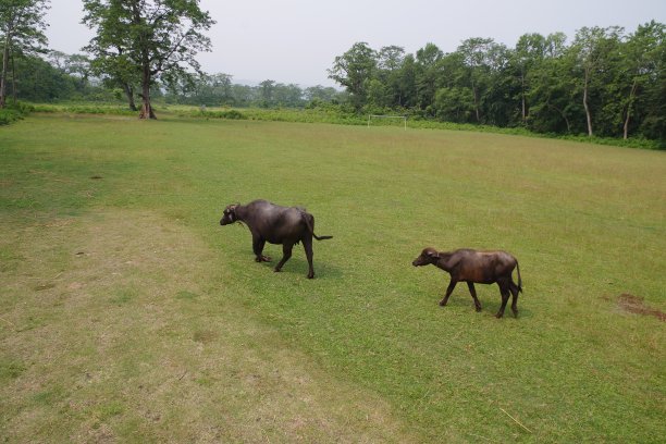 chitwan