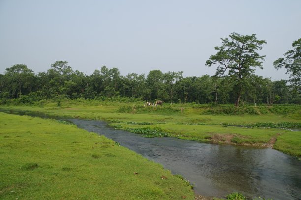 chitwan