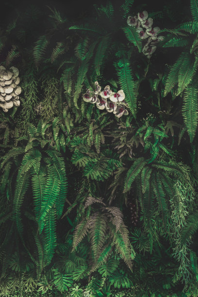 热带森林中的花朵，泰国