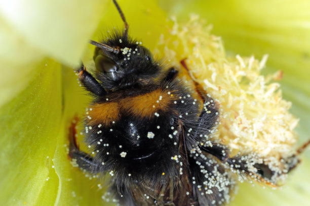 pollination