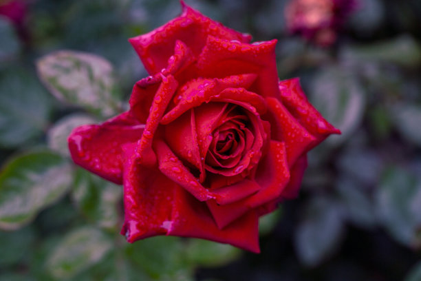 玫瑰,周年纪念,请柬