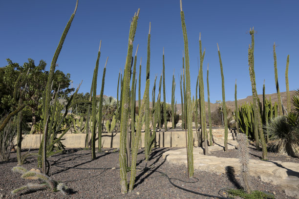 ocotillo