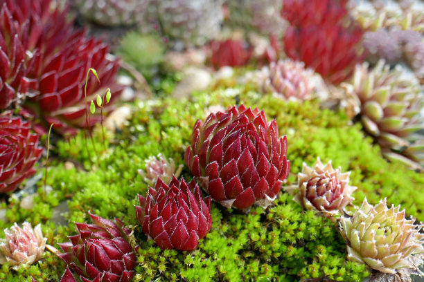 crassula
