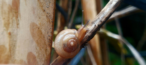 gastropod