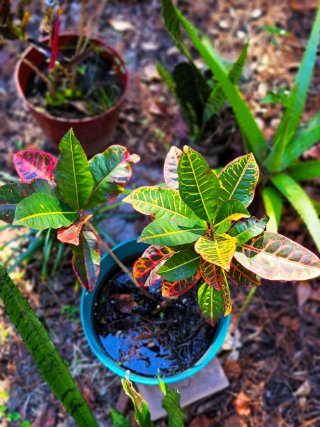 codiaeum
