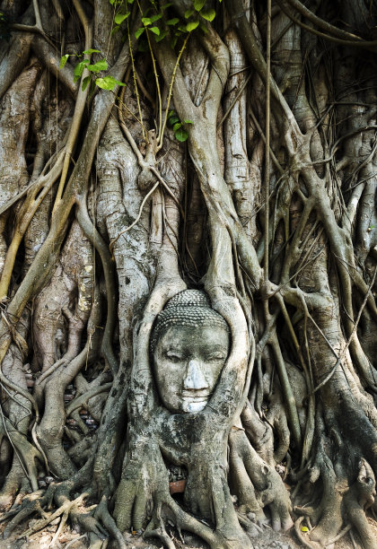 banyan